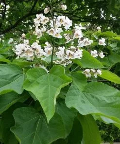 Future Forests Trees Catalpa Bignonioides