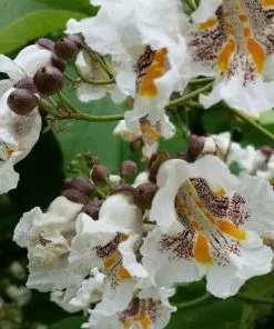 Future Forests Trees Catalpa Bignonioides