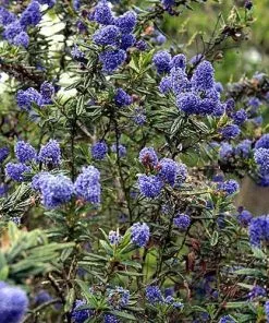 Future Forests Ceanothus Blue Mound