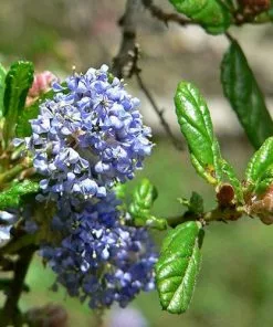 Future Forests Ceanothus Blue Mound