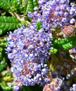 Future Forests Ceanothus Blue Mound