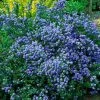 Future Forests Ceanothus Blue Mound