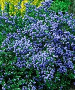 Future Forests Ceanothus Blue Mound