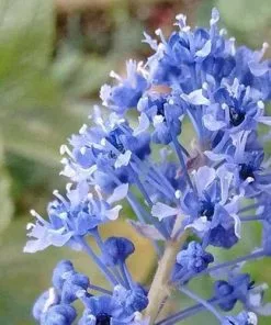 Future Forests Ceanothus Blue Mound