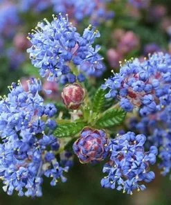 Future Forests Ceanothus Blue Mound