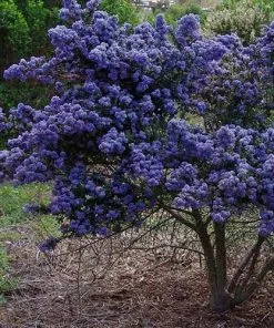 Future Forests Evergreen Shrubs Ceanothus Julia Phelps
