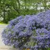 Future Forests Evergreen Shrubs Ceanothus Julia Phelps