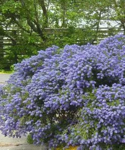 Future Forests Evergreen Shrubs Ceanothus Julia Phelps