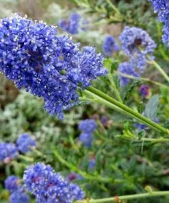 Future Forests Evergreen Shrubs Ceanothus Julia Phelps