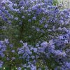 Future Forests Ceanothus Southmead Shrubs