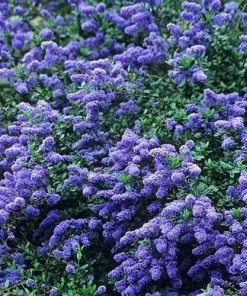 Future Forests Ceanothus Southmead Shrubs