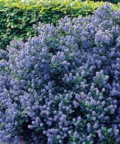 Future Forests Ceanothus Southmead Shrubs