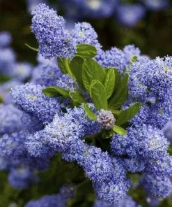 Future Forests Ceanothus Southmead Shrubs
