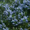 Future Forests Ceanothus Thyrsifolius Victoria Medium | 3-8ft