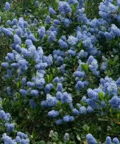 Future Forests Ceanothus Thyrsifolius Victoria Medium | 3-8ft