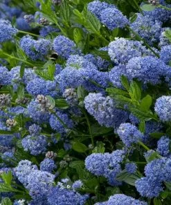 Future Forests Ceanothus Thyrsifolius Victoria Medium | 3-8ft