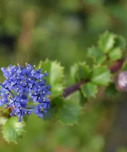 Future Forests Ceanothus Gloriosus Var. Exaltatus Emily Brown Shrubs