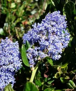 Future Forests Ceanothus Gloriosus Var. Exaltatus Emily Brown Shrubs