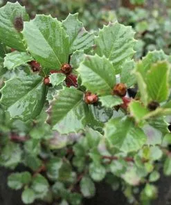 Future Forests Ceanothus Gloriosus Var. Exaltatus Emily Brown Shrubs