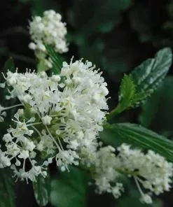 Future Forests Evergreen Shrubs Ceanothus Thyrsiflorus Millerton Point