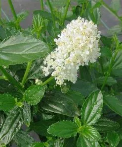 Future Forests Evergreen Shrubs Ceanothus Thyrsiflorus Millerton Point