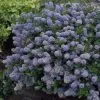 Future Forests Ceanothus Thyrsiflorus Repens Shrubs