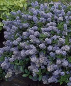 Future Forests Ceanothus Thyrsiflorus Repens Shrubs