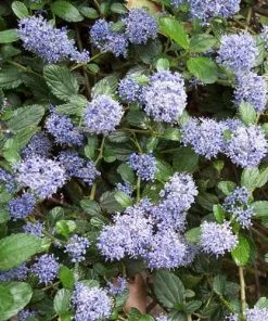 Future Forests Ceanothus Thyrsiflorus Repens Shrubs