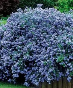 Future Forests Ceanothus Thyrsiflorus Repens Shrubs