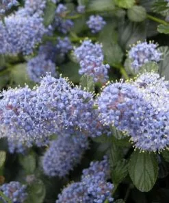 Future Forests Ceanothus Thyrsiflorus Repens Shrubs