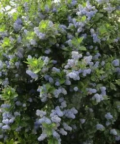 Future Forests Ceanothus Trewithen Blue