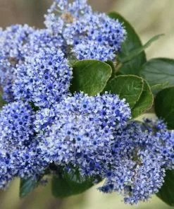 Future Forests Ceanothus Trewithen Blue