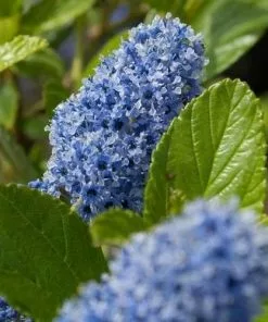 Future Forests Ceanothus Trewithen Blue