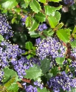 Future Forests Ceanothus Gloriosus Var. Exaltatus Emily Brown Shrubs