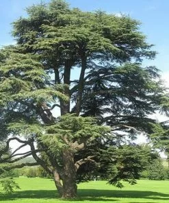 Future Forests Cedrus Libani Sub. Atlantica Glauca All Conifers