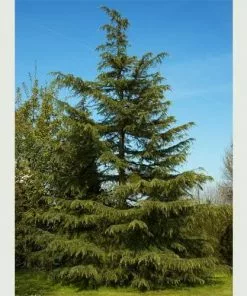 Future Forests All Conifers Cedrus Deodara - Deodar Cedar