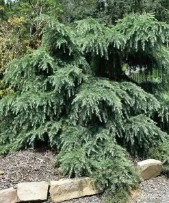 Future Forests Cedrus Deodara Feelin' Blue