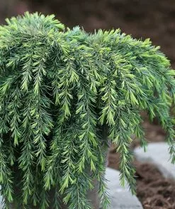 Future Forests Cedrus Deodara Feelin' Blue