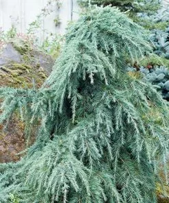 Future Forests Cedrus Deodara Feelin' Blue