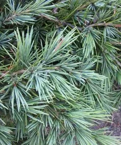 Future Forests Cedrus Deodara Feelin' Blue