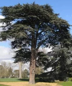 Future Forests Cedrus Libani - Cedar Of Lebanon All Conifers