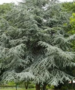 Future Forests Cedrus Atlantica - Atlas Cedar