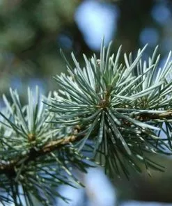 Future Forests Cedrus Atlantica - Atlas Cedar