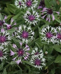 Future Forests More Centaurea Amethyst In Snow