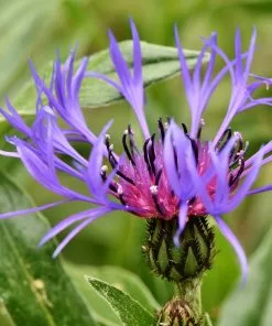 Future Forests Centaurea Montana More