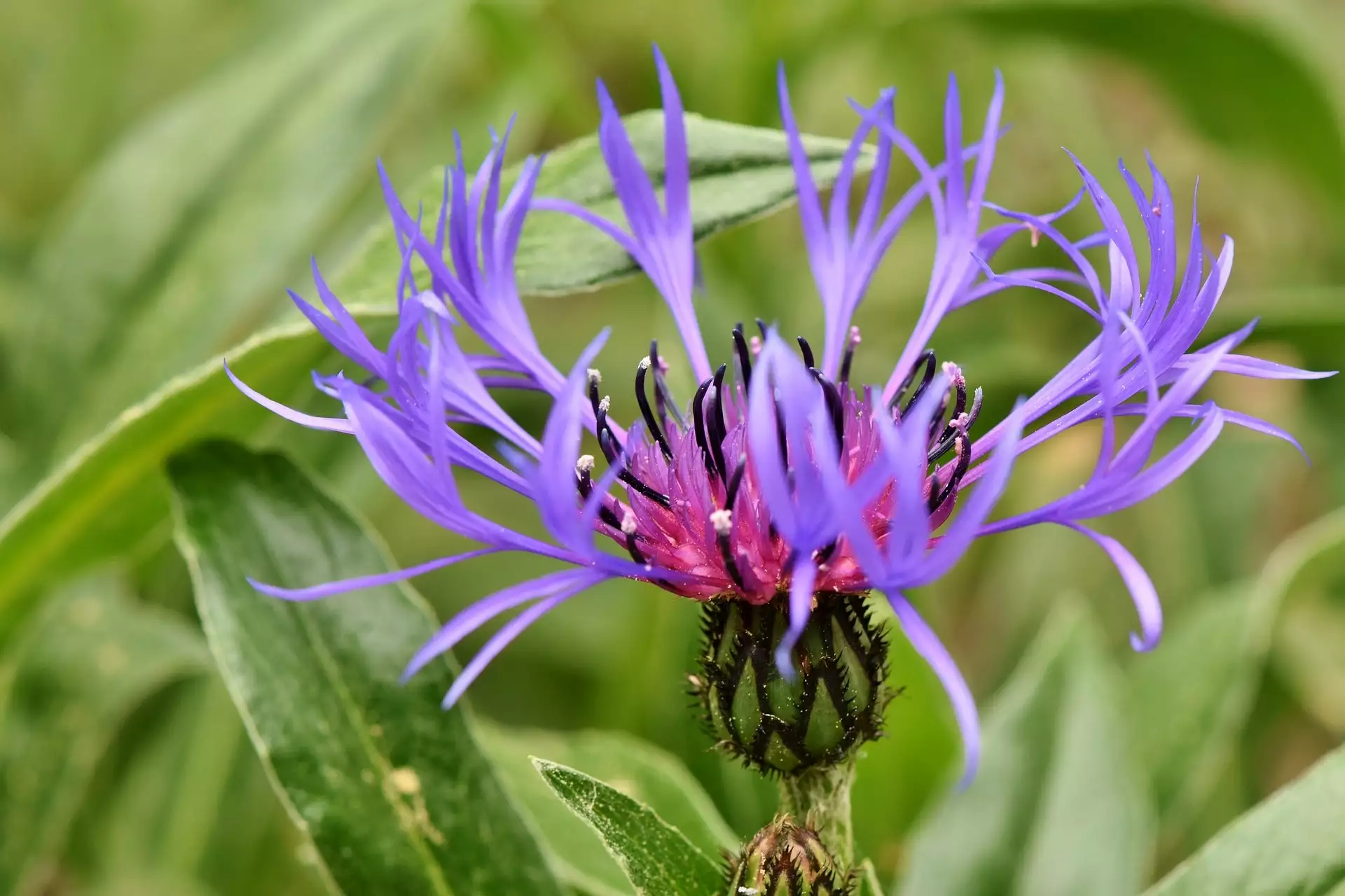 Future Forests Centaurea Montana More 3 Future Forests Centaurea Montana More