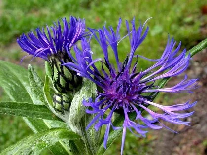 Future Forests Centaurea Montana More 4 Future Forests Centaurea Montana More