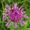 Future Forests Centaurea Scabiosa - Greater Knapweed