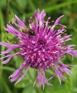 Future Forests Centaurea Scabiosa - Greater Knapweed