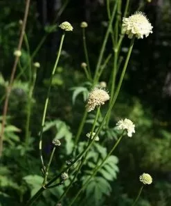 Future Forests Cephalaria Gigantea More